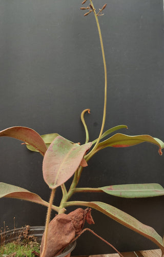 Nepenthes peltata x truncata <br>PITCHER PLANT