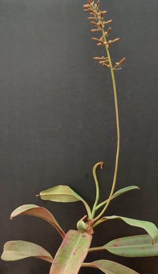 Nepenthes peltata x truncata <br>PITCHER PLANT