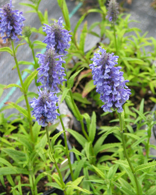 Nepeta nervosa <br>KASHMIR CATMINT, NERVE CATMINT