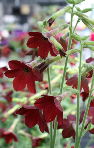 Nicotiana <br>RED FLOWERING TOBACCO