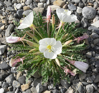 Oenothera caespitosa <br>FRAGRANT TUFTED EVENING PRIMROSE