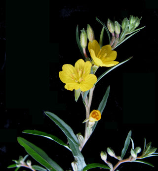 Oenothera perennis <br>NARROWLEAF LITTLE EVENING PRIMROSE, SMALL SUNDROPS