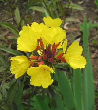 Oenothera tetragona <br>NORTHERN SUNDROPS, GLAUCOUS EVENING PRIMROSE