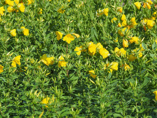 Oenothera tetragona <br>NORTHERN SUNDROPS, GLAUCOUS EVENING PRIMROSE