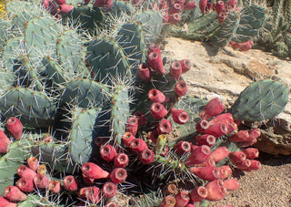 Opuntia_phaeacantha native cactus North America USA