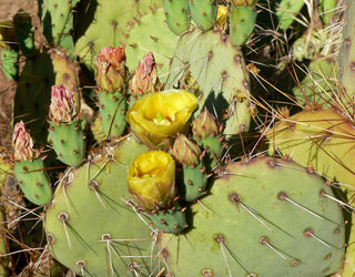 Opuntia phaeacantha <br>DESERT PRICKLY PEAR, MOJAVE TULIP
