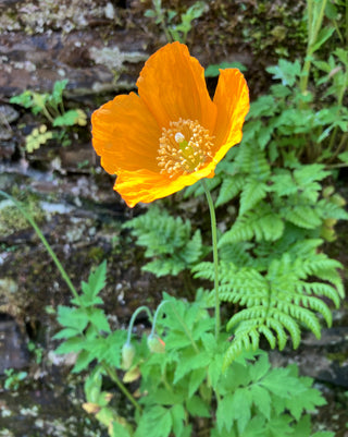 Meconopsis cambrica, Papaver cambricum <br>WELSH POPPY BRIGHT ORANGE