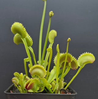 Dionaea muscipula <br>VENUS FLYTRAP 'ORANGE FIRE' x OP
