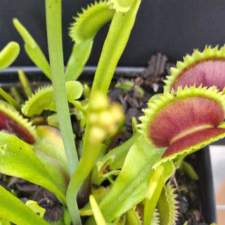 Dionaea muscipula <br>VENUS FLYTRAP 'ORANGE FIRE' x OP