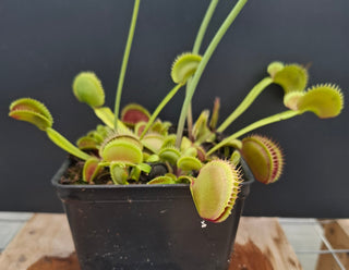 Dionaea muscipula <br>VENUS FLYTRAP 'ORANGE GIANT' x OP