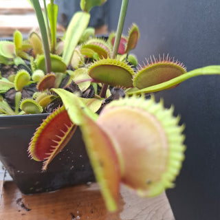 Dionaea muscipula <br>VENUS FLYTRAP 'ORANGE GIANT' x OP