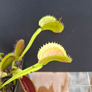 Dionaea muscipula <br>VENUS FLYTRAP 'ORANGE GIANT' x OP