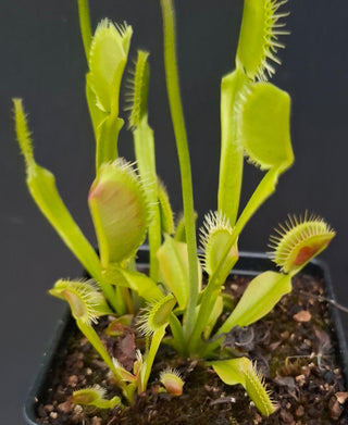 Dionaea muscipula <br>VENUS FLYTRAP 'ORANGO' x OP
