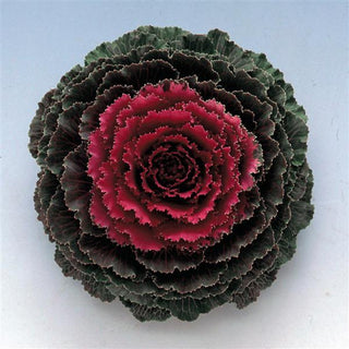 Brassica oleracea <br>FLOWERING KALE SONGBIRD RED