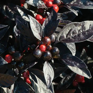 Capsicum annuum <br>BLACK PEARL ORNAMENTAL PEPPER