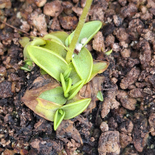 Pinguicula vulgaris <br>COMMON BUTTERWORT
