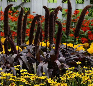 Pennisetum glauca <br>COPPER PRINCE GRASS, ORNAMENTAL MILLET