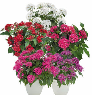 pentas