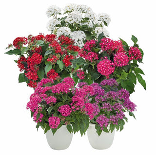 Pentas lanceolata <br>PENTAS GRAFFITI SELECTED MIX, EGYPTIAN STARFLOWER