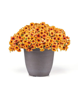 Calibrachoa x Petunia <br>PETCHOA CALIBURST NECTARINE
