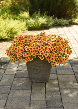 Calibrachoa x Petunia <br>PETCHOA CALIBURST NECTARINE