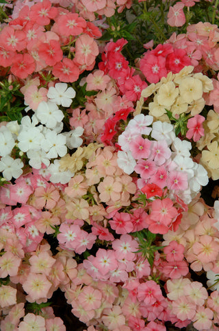 Phlox drummondii <br>BEAUTY CORAL REEF PHLOX