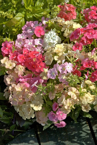 Phlox drummondii <br>BEAUTY CORAL REEF PHLOX