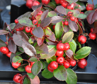 WINTERGREEN AMERICAN, CHECKERBERRY, TEABERRY, BOXBERRY <br>Gaultheria procumbens