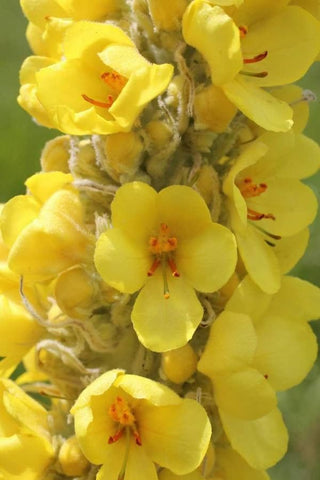 TEMPTRESS FLOWER 'BANANA CUSTARD' MULLIEN <br>Verbascum phlomoides