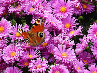 Aster alpinus <br>ASTER ALPINE MIXED COLOURS