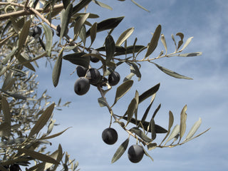 CANINO OLIVE TREE <br>Olea europaea