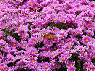 Aster alpinus <br>ASTER ALPINE MIXED COLOURS