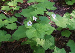 THIMBLEBERRY <br>Rubus parviflorus