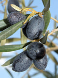 CANINO OLIVE TREE Olea europaea