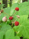 THIMBLEBERRY Rubus parviflorus
