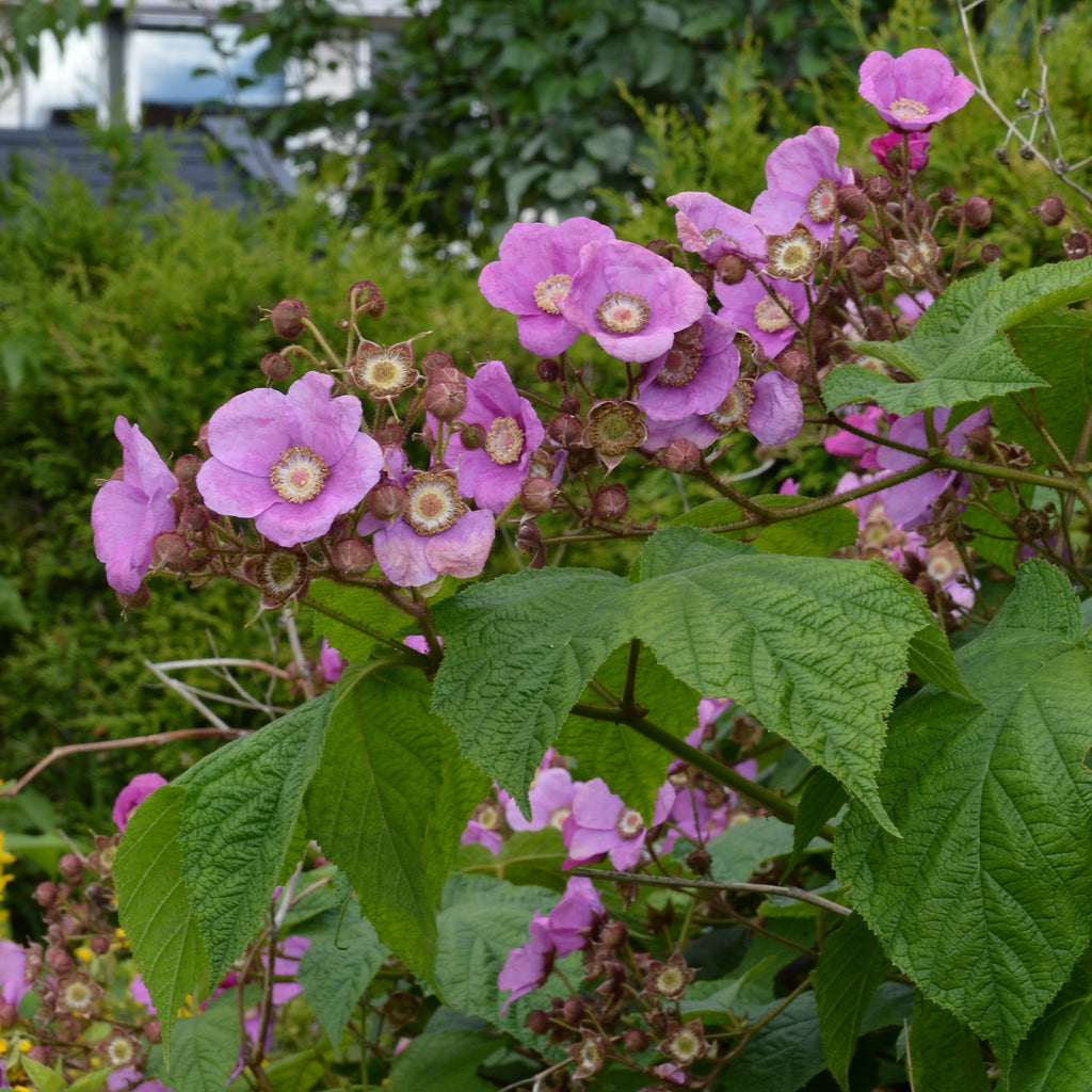 PURPLE FLOWERING RASPBERRY Rubus odoratus – Ferri Seeds