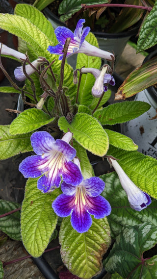 Streptocarpus <br>CAPE PRIMROSE MIX