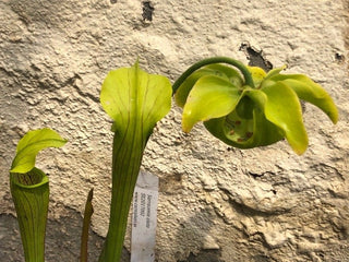 PITCHER PLANT YELLOW <br>Sarracenia alata