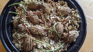 Adonidia merrillii, Veitchia merrillii <br>CHRISTMAS PALM PRE-SPROUTED SEEDS (Growing)