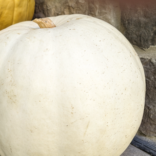 Cucurbita pepo <br>WHITE PUMPKIN