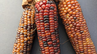 Zea mays <br>MINI ORNAMENTAL CORN