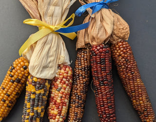 Zea mays <br>MINI ORNAMENTAL CORN