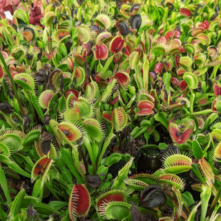 Dionaea muscipula <br>CLUMP OF FLYTRAPS <br>LIVE PLANTS