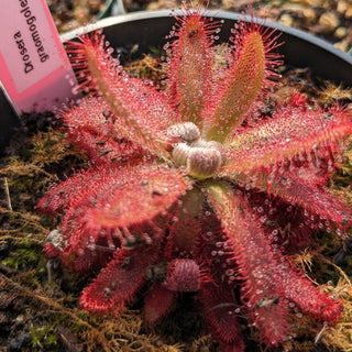 Drosera gramogolensis <br>SUNDEW