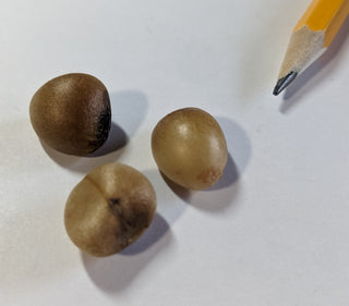 Clivia miniata <br>YELLOW CLIVIA Natal Kaffir Lily