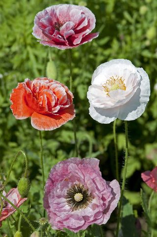 Papaver rhoeas <br>POPPY DAWN CHORUS