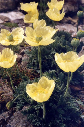 Papaver miyabeanum <br>POPPY MOONDANCE
