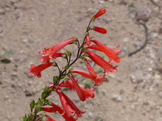 Penstemon parryi <br>DESERT BEARDTONGUE