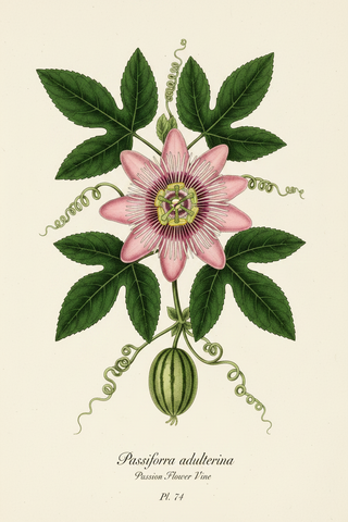 Illustration of a pink passionflower vine with green leaves on a beige background