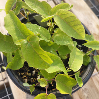 Passiflora maliformis <br>PASSION FLOWER SWEET CALABASH <br>2 LIVE PLANTS